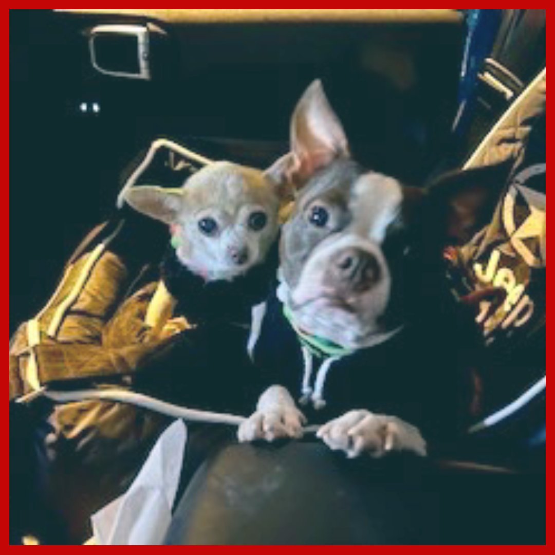 Animal Ark (@AnimalArkMN) / Twitter Animal Ark (@AnimalArkMN) / Twitter