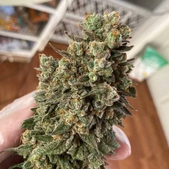 47th_Parallel_'s tweet image. Green pheno of Strawberry Purée 😁

Bred and grown by us!

#Weedmob #weedlife #weedlovers #CannabisCommunity #cannabisculture #cannabisindustry #frosty #47thparallelgenetics