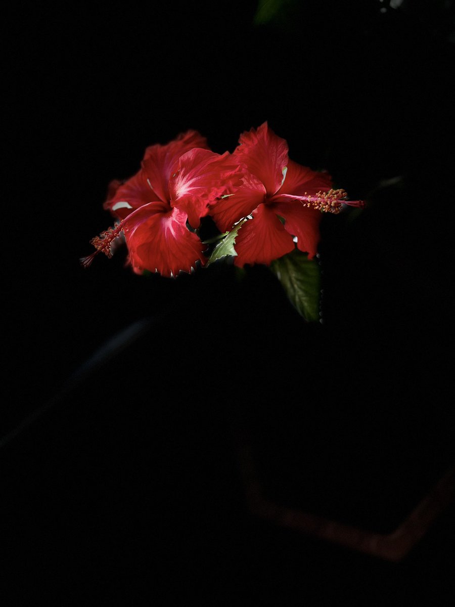 bindsids's tweet photo. From #garden to #God .. 🌺❤️ 

 #MyPhotography #portraitphotography #flowerphotography #NaturePhotograhpy #HomeGarden #hibiscus #Flowers #Happiness #Malaysia #Malaysiadiaries https://t.co/lUy6Qt7PNr