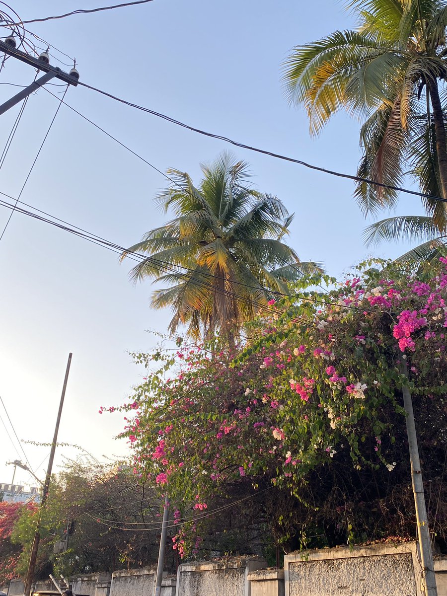 therealmisbruh's tweet photo. Spring has officially hit Hyderabad 😍 https://t.co/jXFF3dxP7s