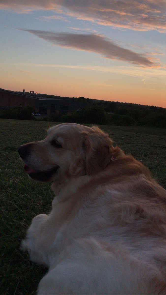 littlemanofham's tweet photo. Some Bella pics. She was silly and beautiful and gentle and she loved her hambrothers. 🤍 https://t.co/hhbYcSYoJU