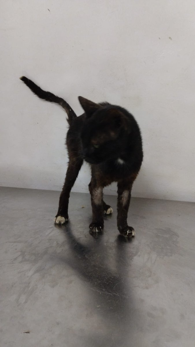 pawssperu's tweet photo. Negrito necesita de un temporal donde poder engordar y recuperar sus fuerzas. Por favor, el solo necesita un lugarcito donde sanar, dónde poder descansar. No tenemos cuartos disponibles, por favor. Ayúdanos compartiendo 😭🙏 mañana sale de alta. RT!!! https://t.co/EFpfcAawxJ