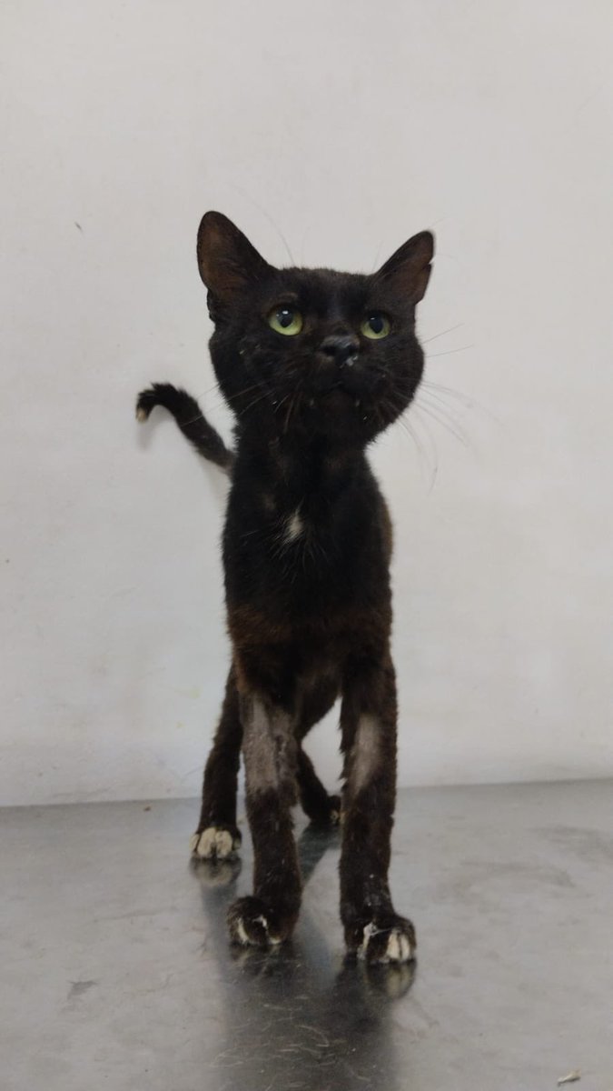 pawssperu's tweet photo. Negrito necesita de un temporal donde poder engordar y recuperar sus fuerzas. Por favor, el solo necesita un lugarcito donde sanar, dónde poder descansar. No tenemos cuartos disponibles, por favor. Ayúdanos compartiendo 😭🙏 mañana sale de alta. RT!!! https://t.co/EFpfcAawxJ