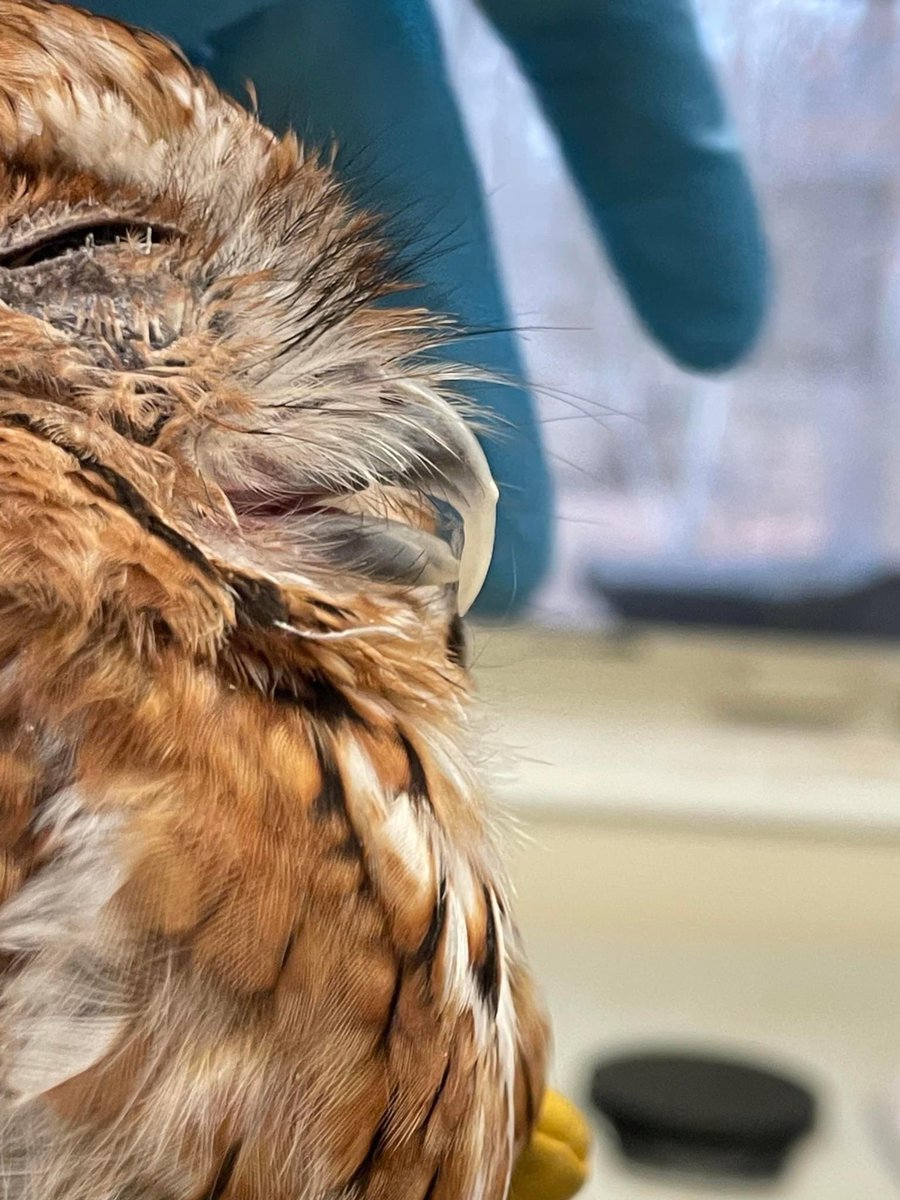 BRWildlifeCtr's tweet photo. Remember the Eastern screech owl patient with the severely overgrown beak? Great news - this bird has now been released!

The owl originally came to us depressed &amp; emaciated after being surrendered by people who had illegally kept them for multiple weeks, if not months. https://t.co/wtroL9UGij