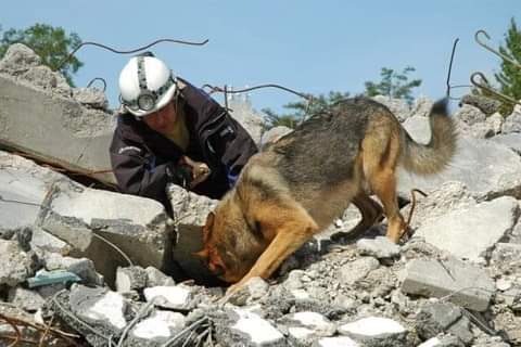 rogeliomtz75's tweet photo. A todos lo que les molestan los perros en las playas, en los parques, en los bares, a los que se niegan a alquilar un piso si el inquilino tiene perro, a todos ellos, miren bien esta imagen. Este ser vivo es el que está salvando vidas de entre los escombros. ¡Recuérdenlo bien!. https://t.co/CCltdZWD2U