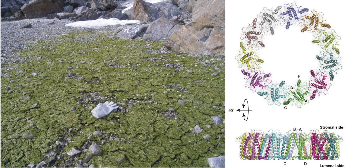 The 20th paper from the #cryoEM facility in #KEK. Collaboration with Drs Kosugi and Shibata. Went to the Antarctic, brought back an alga, and revealed its unusual LHC structure with C11 symmetry. A tiny amount, but enough to obtain its cryo-EM structure.

nature.com/articles/s4146…