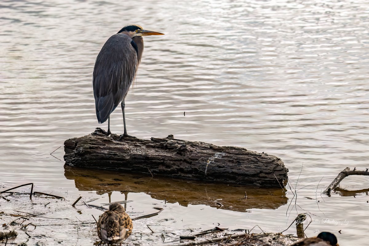 jcollis01's tweet photo. Great Blue Heron just a chilling on a log and trying to ignore this paparazzi gal.  
#greatblueheron #heron #winter #wildlife #wildlifephotography #BirdsOfTwitter #vancouverisland @CanadianPhotog1 @BirdsBountiful @birda_org https://t.co/XcocqheDi4
