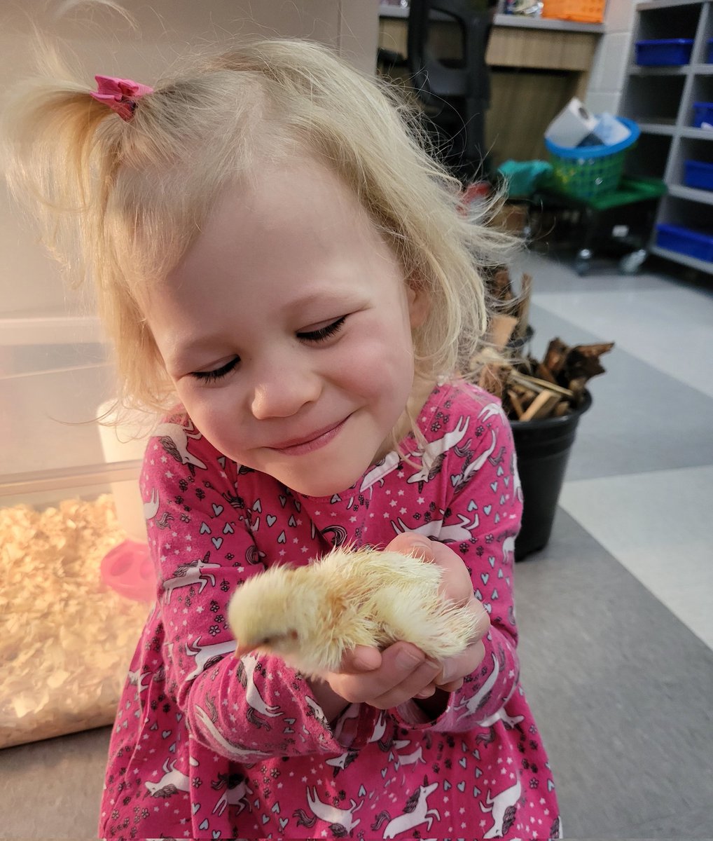 MsUnger229's tweet photo. It was an exciting day at @229Holabird! Our first Hola-CHICK hatched 🐣Hopefully a few more will join our flock tomorrow! @BaltCitySchools https://t.co/13uR2kV7Jj