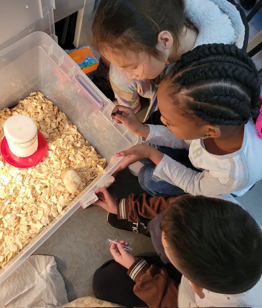 MsUnger229's tweet photo. It was an exciting day at @229Holabird! Our first Hola-CHICK hatched 🐣Hopefully a few more will join our flock tomorrow! @BaltCitySchools https://t.co/13uR2kV7Jj