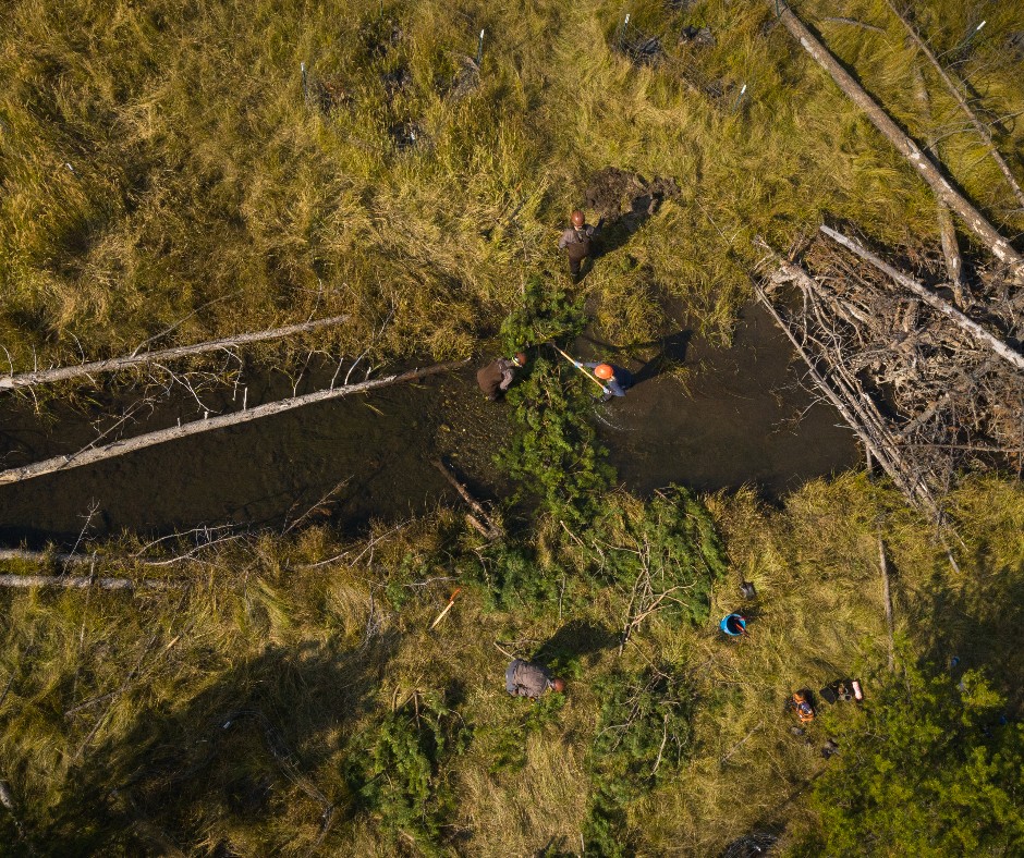 TroutUnlimited's tweet photo. In 2022, TU's Hand Crew restored over 3 miles of headwaters habit in NE Oregon by hand-building over 124 logjams &amp; structures replicating beaver dams &amp;planting countless willows in newly saturated floodplains. 

Learn more here! https://t.co/zhBgxw7zkH

📷@kholoodeid, @NatGeo https://t.co/8EYu95R6BP