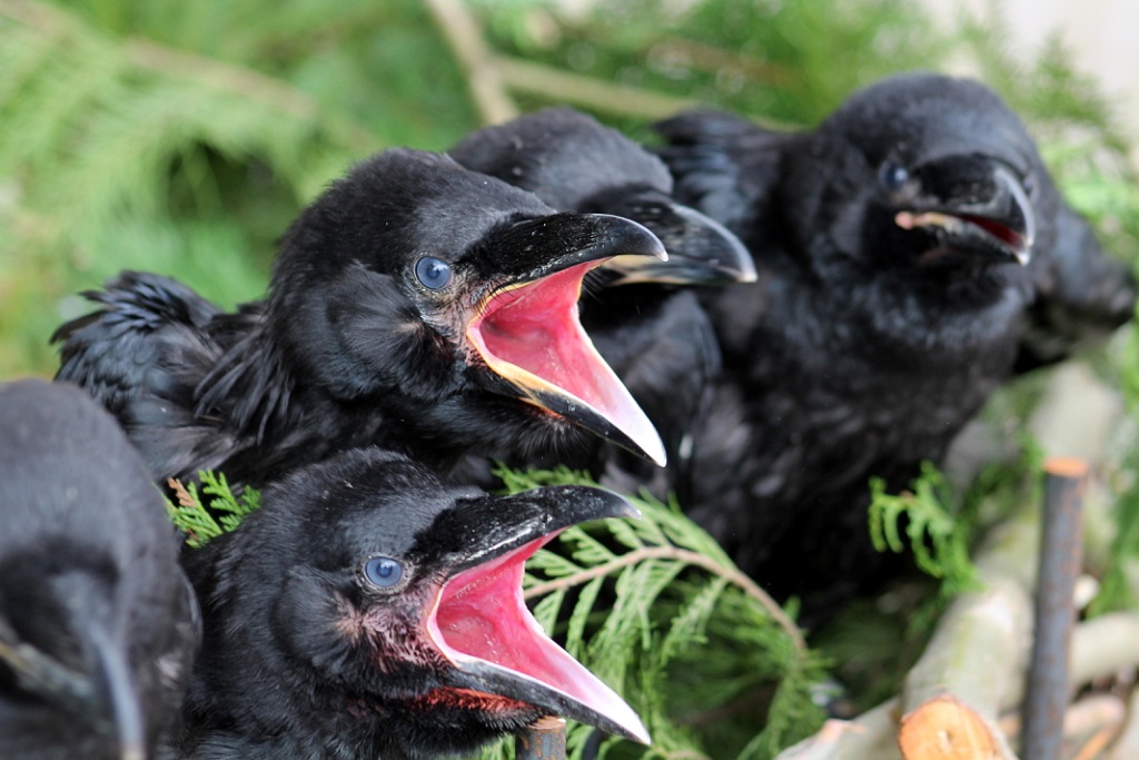 Lethal removal of ravens might help in the short-term, but taking a broader view of the human effect on the overpopulation of the bird will help other native species in the long run, says <a href="/USU_WILD/">USU Wildland Resources</a>  and <a href="/usuextension/">USU Extension</a> wildlife conflict expert Terry Messmer:
bit.ly/3I3qtb8