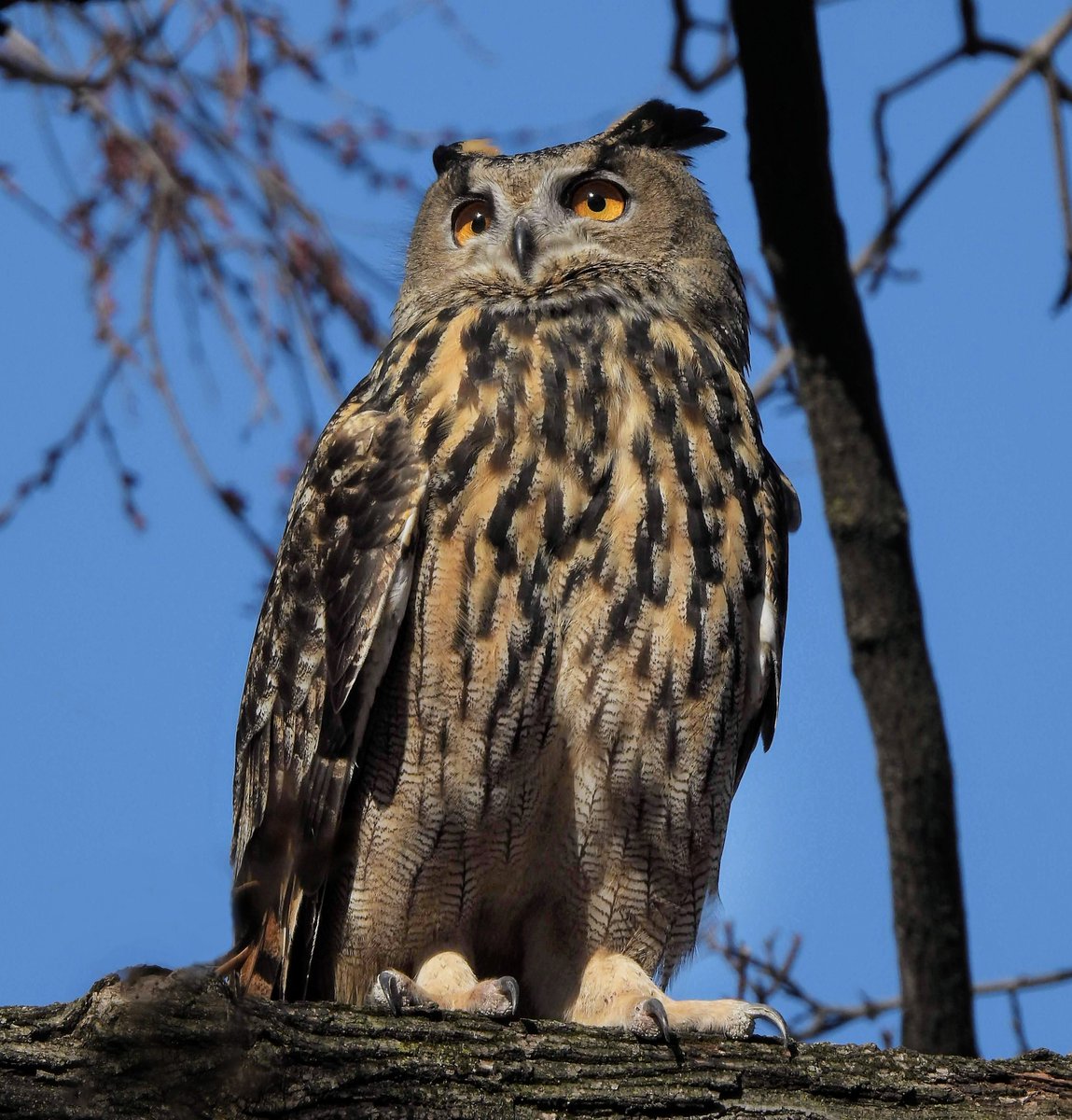 Manhattan Bird Alert tweet media