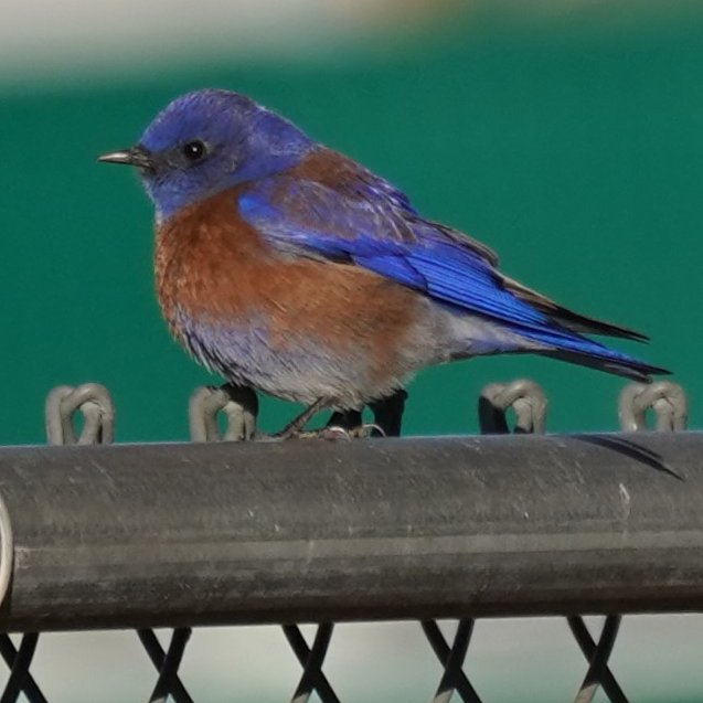 jersnav's tweet photo. Chased this fellow around the park on evening walk today. Haven't seen him around except the last few days. #Tucson #Birding #BurtBacharachRIP #MessageToMichael #WesternBlueBird https://t.co/An0FgY4kuW