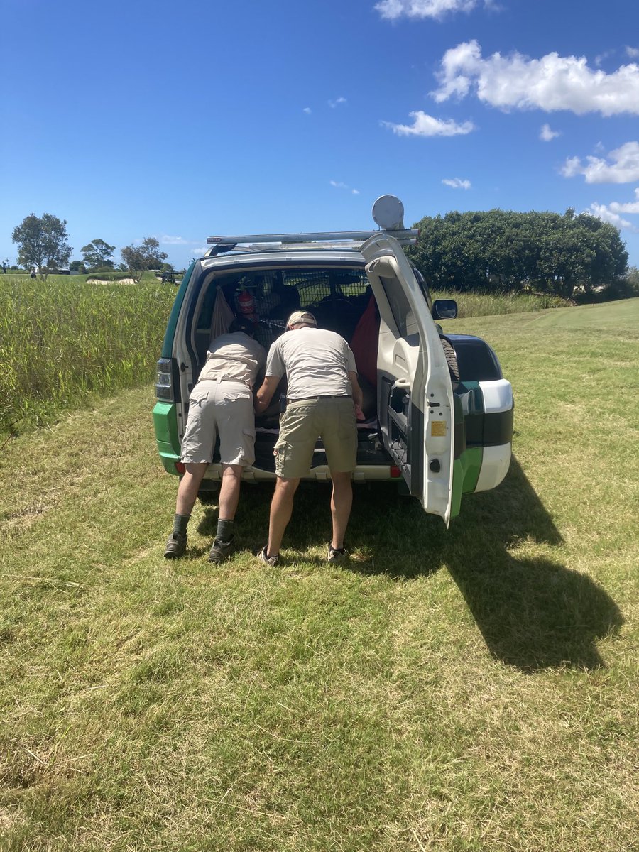 MRGCsuper's tweet photo. Something different this morning. One of our big Roos looked to have a broken leg. Thanks to wildlife rescue for coming to get the big boy so he can get the help he needs. https://t.co/zahB16x5J8