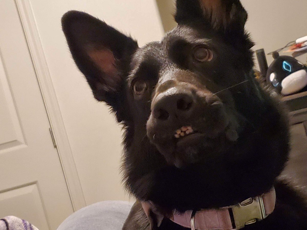 moorphlings's tweet photo. My dog is making the goofiest face 😆 https://t.co/04uQkiQtfk
