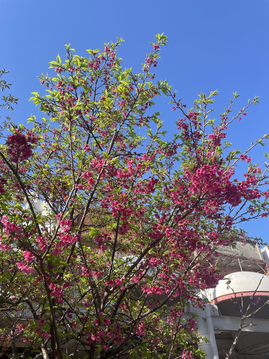 n0masuke_dayo's tweet photo. はいさい沖縄！沖縄の桜はこんな感じ🌸　#沖縄　#40代　#OV40 #APEX #FORTNITE https://t.co/8hSi3SYd7N