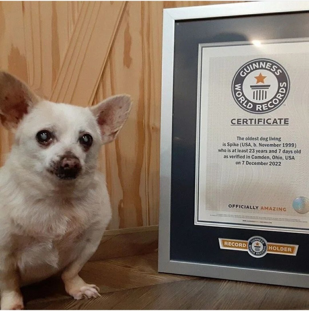 PetsHistorical's tweet photo. Spike, the new world's oldest dog, is a Chihuahua who lives on a farm and loves Doritos. 
The oldest dog living, who is at least 23 years and 7 days old (record established in 2022) https://t.co/0G8hvifKfn