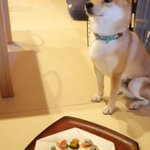 柴犬こたろう 二歳のツイート画像