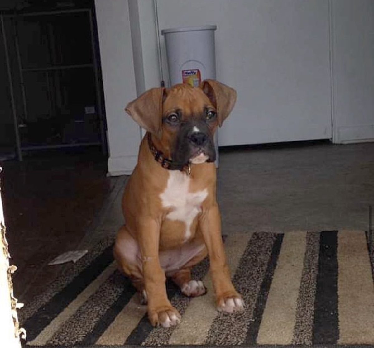 CoachSylva's tweet image. There’s not enough pictures to share or words to say to begin to explain what my dog Ida meant to me. From 2015 at WMU living with me and the boys to where I’m at today, just making her 3rd cross country trip… It’s been a ride &amp;amp; I couldn’t have asked for a better road dog #Ida🖤