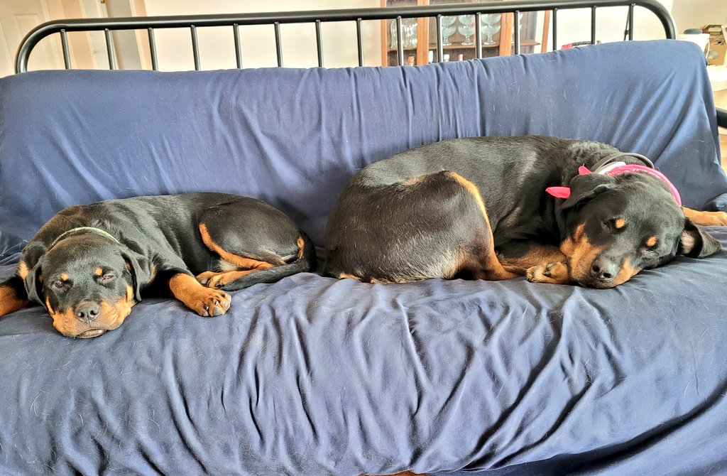 servicerotties's tweet photo. The nap couch is fully occupied. 

#DogsOfTwitter https://t.co/IFMGbm8KAg