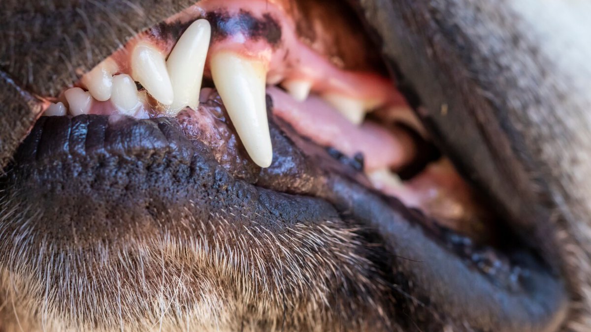 chainlaw's tweet image. "#SonomaCounty to Pay $1.3 Million to Man Mauled by Sheriff’s K-9" -  ow.ly/xPc350MR2oT via @ap
===
Learn more about #dogbiteprevention at bit.ly/dogbitesafety.