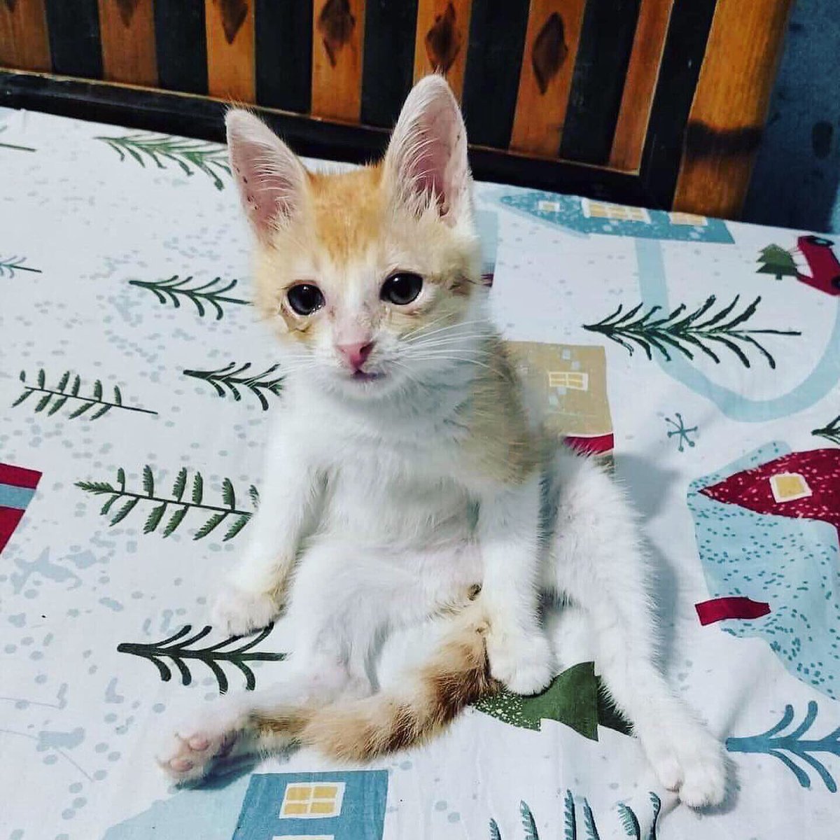 ycezka28's tweet photo. Love 🐱 https://t.co/eAdNeMPwC1
