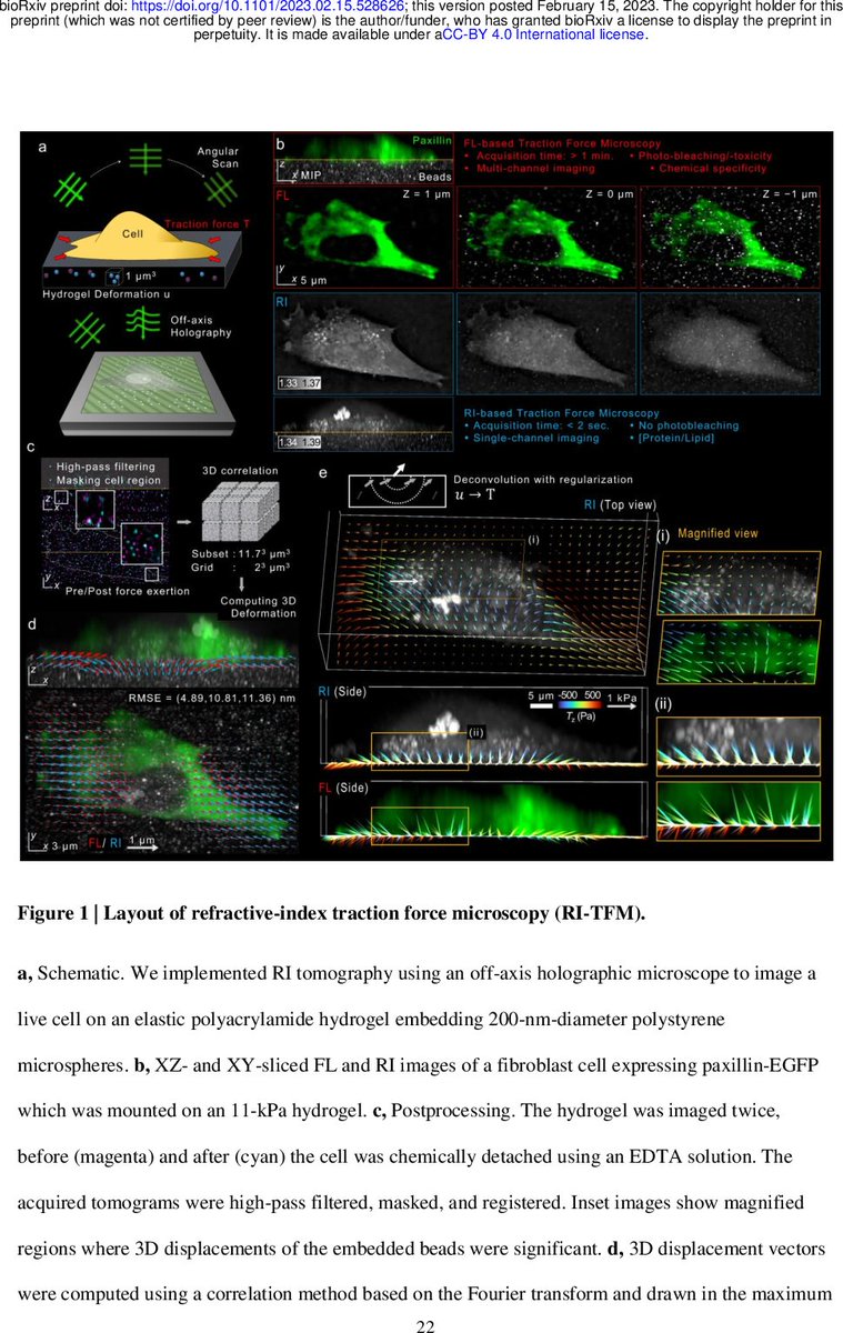 biophotonicat's tweet photo. High-resolution assessment of multidimensional cellular mechanics using label-free refractive-index traction force microscopy (relevance: 100%) https://t.co/EDLFbr0GHa #biophotonics #biomedicaloptics https://t.co/HcxhZGlAIH