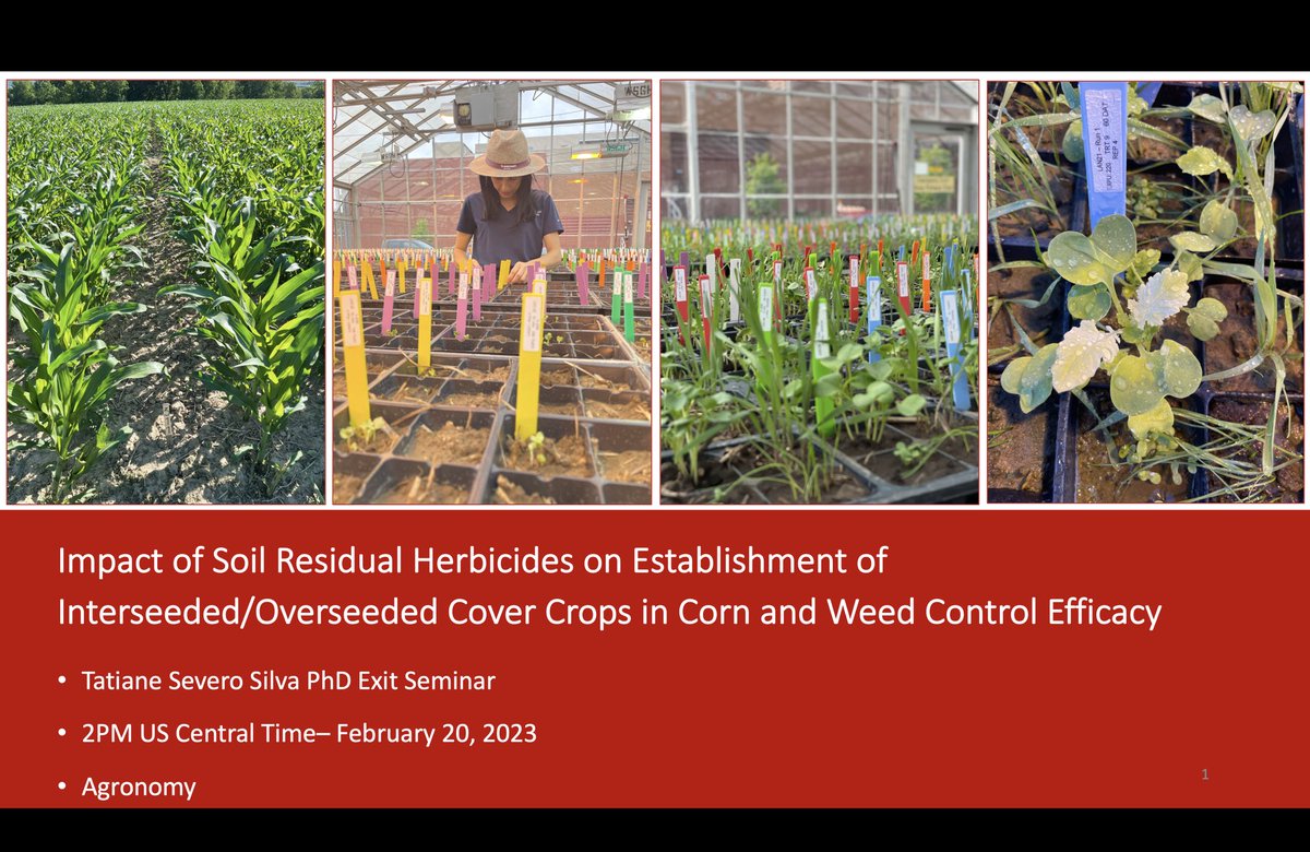 Tatiane Severo tweet media