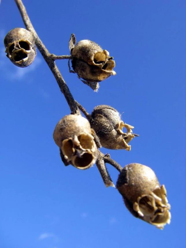 Snapdragons are officially the most metal flower to exist — when they die, they resemble human skulls. 💀💀💀

#skulls #horror #horrorfan