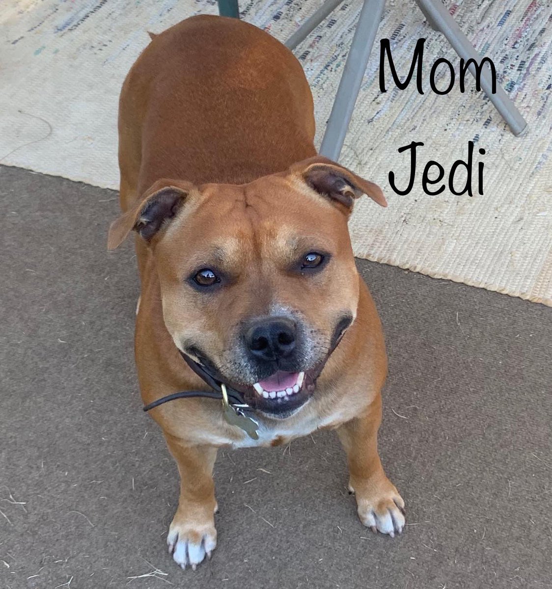 MyStaffords's tweet photo. ❤️Ladies❤️Ladies❤️Ladies
#staffordshirebullterrier #ejedpup #housejudael #linebreeding https://t.co/tHA2PqLfke