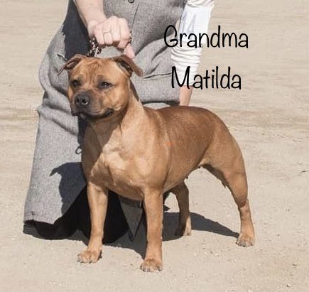 MyStaffords's tweet photo. ❤️Ladies❤️Ladies❤️Ladies
#staffordshirebullterrier #ejedpup #housejudael #linebreeding https://t.co/tHA2PqLfke