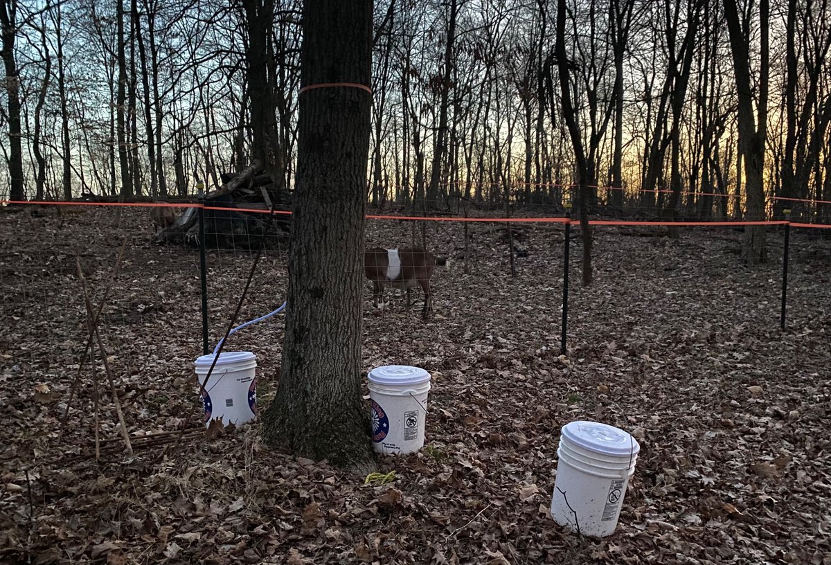 Maple syrup season is here!! We got a few of our taps in tonight before dark. It’s a bit of work once the buckets start filling up and we get the evaporator boiling, but worth it for a supply of our own syrup! #maplesyrupseason #mapletapping