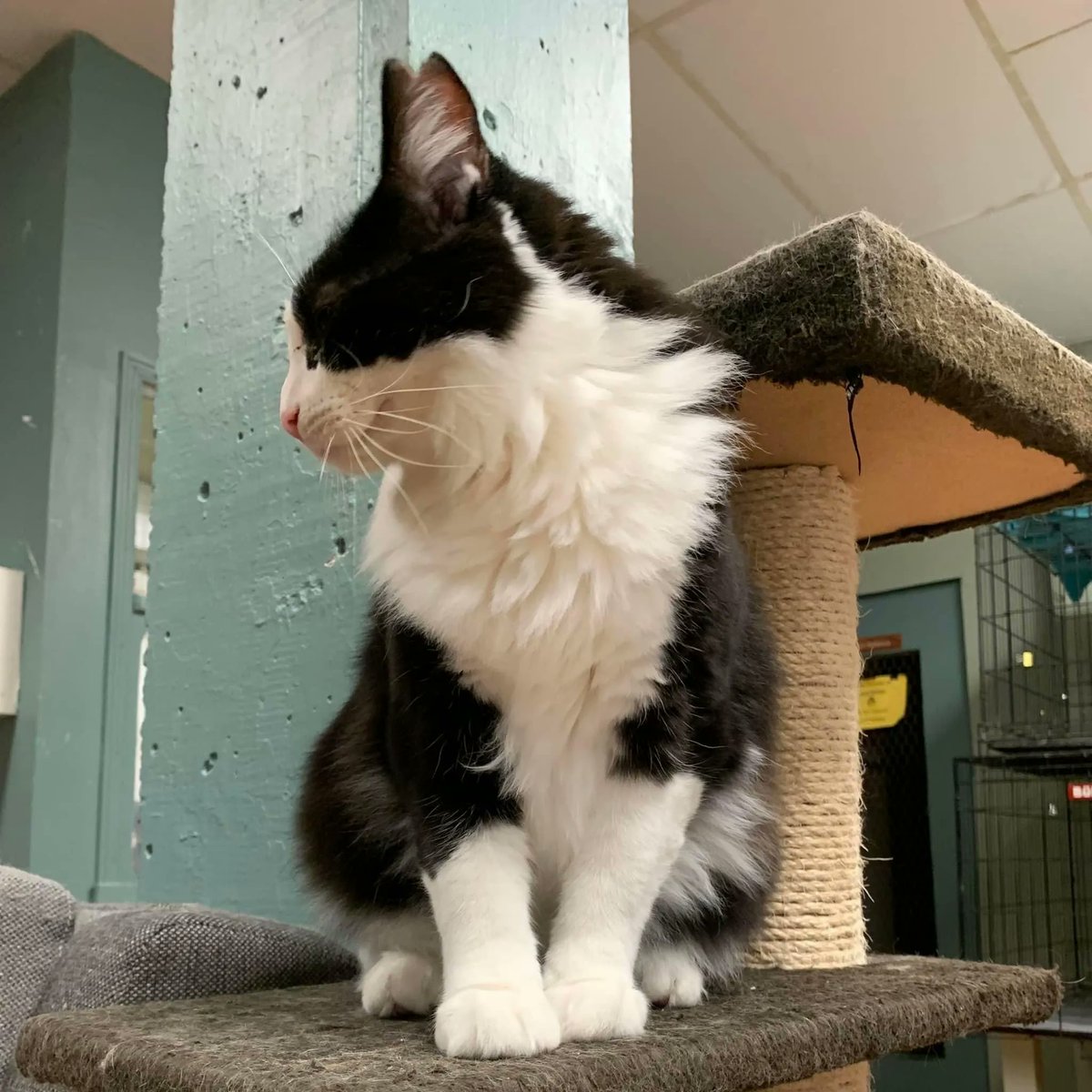 Some cats are just born models. Like Mufasa.