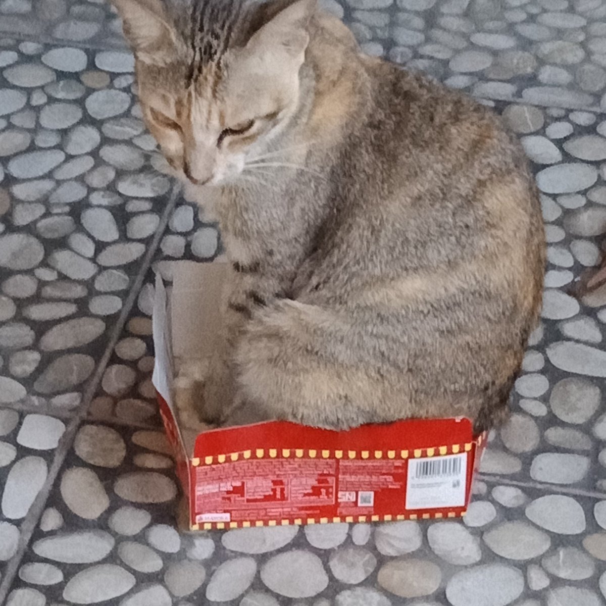 FillixPranata's tweet photo. Kelakuan kucing https://t.co/9USSY4l0cB