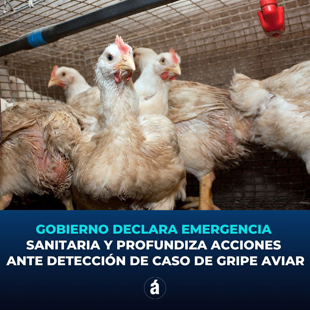 ⭕ GOBIERNO DECLARA EMERGENCIA SANITARIA Y PROFUNDIZA ACCIONES ANTE DETECCIÓN DE CASO DE GRIPE AVIAR

✍️ <a href="/yayaninaa/">Yanina Otero</a> 

📲 Leé más bit.ly/3IrsJtV