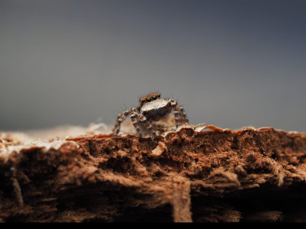 tanya_plibersek's tweet photo. Meet the liquorice-all-sort jumping spider, the warrior huntsman, and a wraparound spider that impersonates a tree branch.
Around three-quarters of Australia’s biodiversity is still waiting to be discovered. But now we can add three more to the list. https://t.co/OR7MGut48f