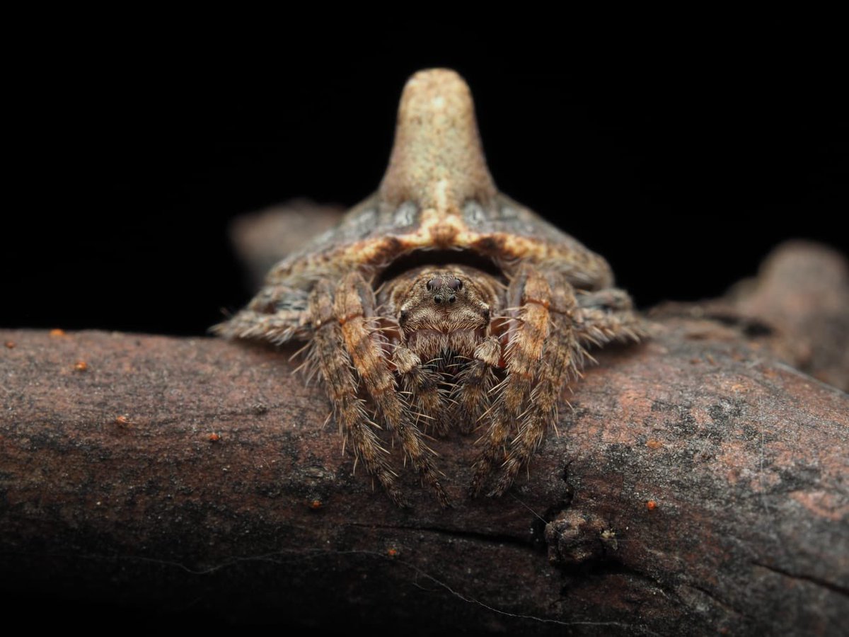 tanya_plibersek's tweet photo. Meet the liquorice-all-sort jumping spider, the warrior huntsman, and a wraparound spider that impersonates a tree branch.
Around three-quarters of Australia’s biodiversity is still waiting to be discovered. But now we can add three more to the list. https://t.co/OR7MGut48f