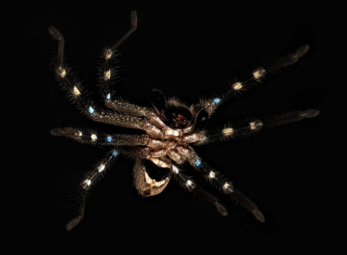 tanya_plibersek's tweet photo. Meet the liquorice-all-sort jumping spider, the warrior huntsman, and a wraparound spider that impersonates a tree branch.
Around three-quarters of Australia’s biodiversity is still waiting to be discovered. But now we can add three more to the list. https://t.co/OR7MGut48f
