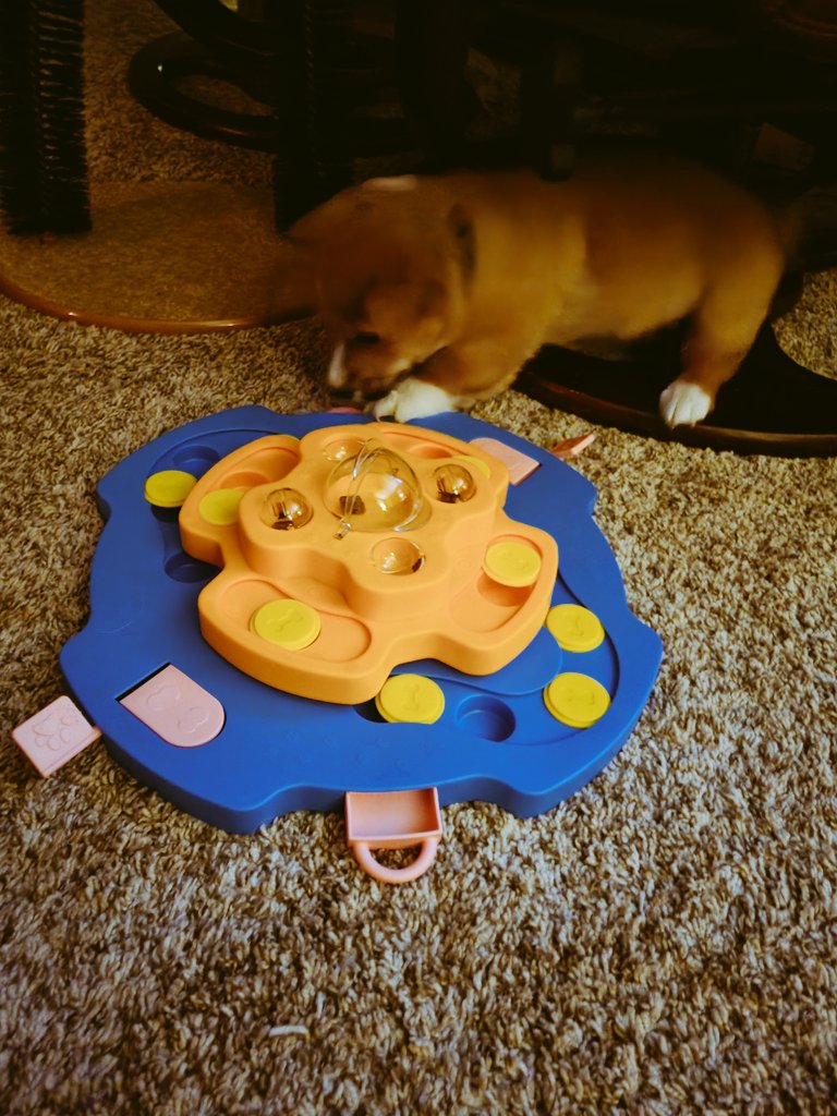 0xFynlee's tweet photo. Bodi had big weekends with lots of firsts! First Pupbox came in mail, first time meeting Tillie-cat, first time I let him play puzzles and first time hearing mom during Chiefs game! https://t.co/HWVvIyTEra