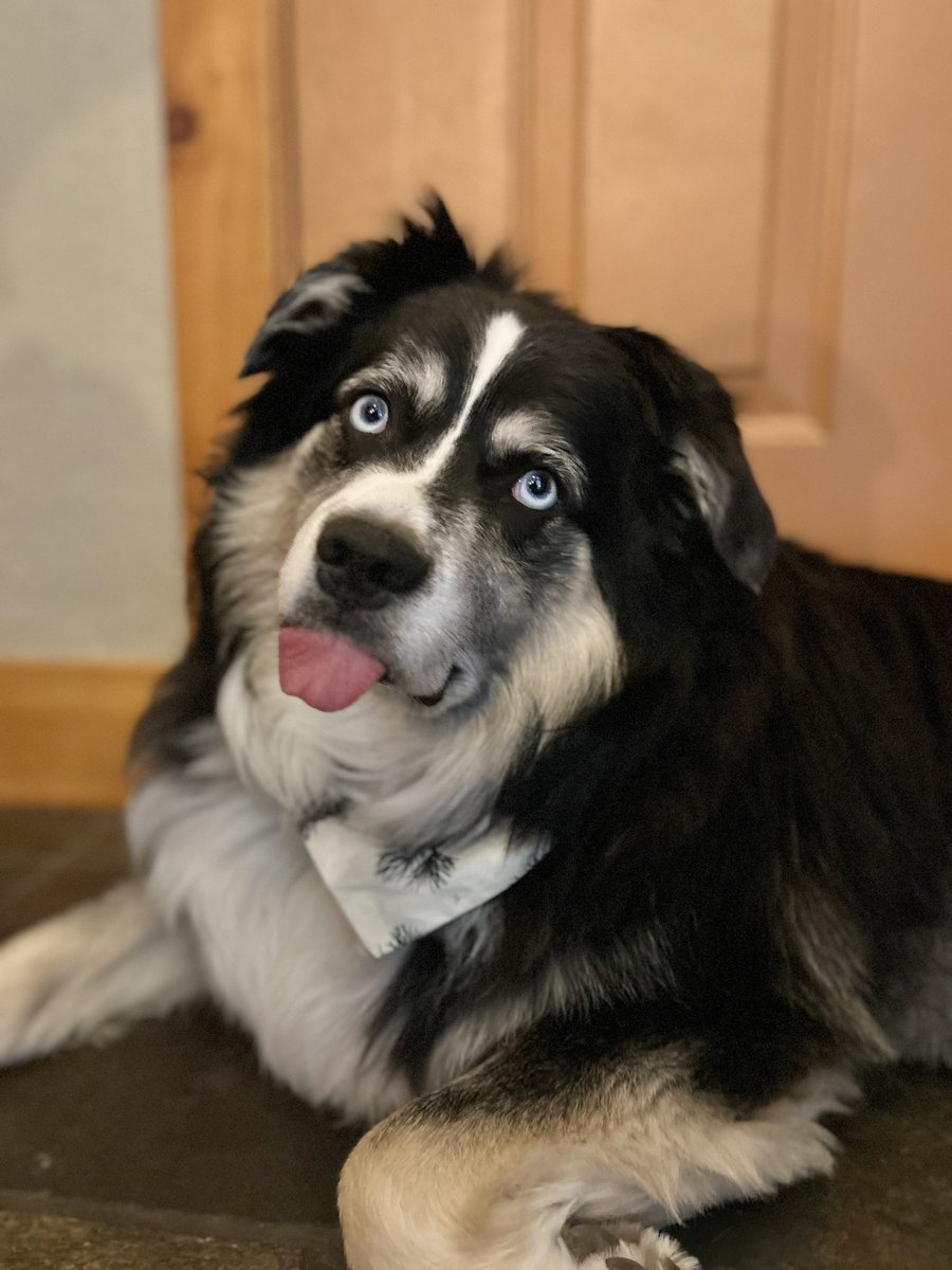 kthom917's tweet photo. I can’t with this face 😂 Anyone else have a dog that derps so hard? #derp #dogmom #australianshepherd #aussie #dog https://t.co/9ozpB5n00k