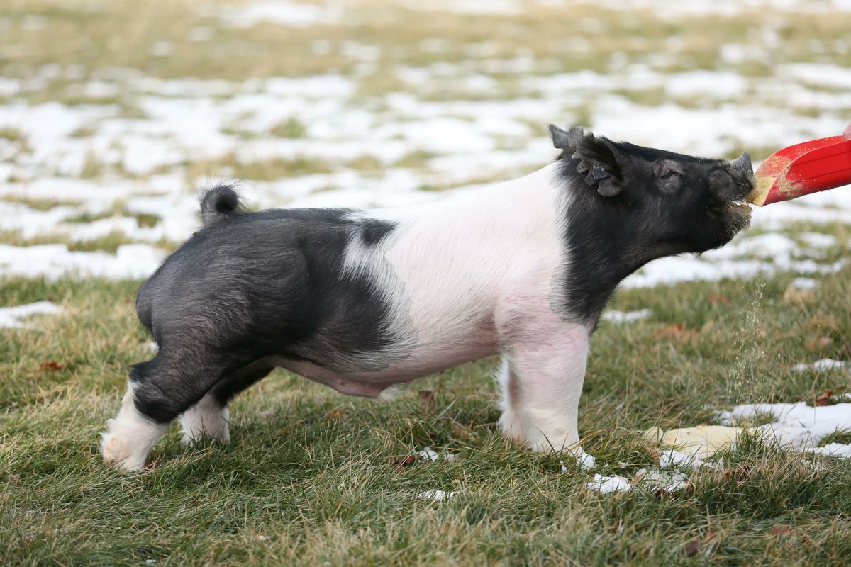 SGIBoars's tweet photo. ROLL WITH IT :: Roll Call x Never Before
Bred by :: Goss Livestock, OK
One of the furthest reaching pieces that we’ve had on stud, ROLL WITH IT is the perfect complement to so many of the other hogs in our arsenal. #SGIBOARS
Read more here: https://t.co/niEOl3gskV https://t.co/25EGTMXYBD