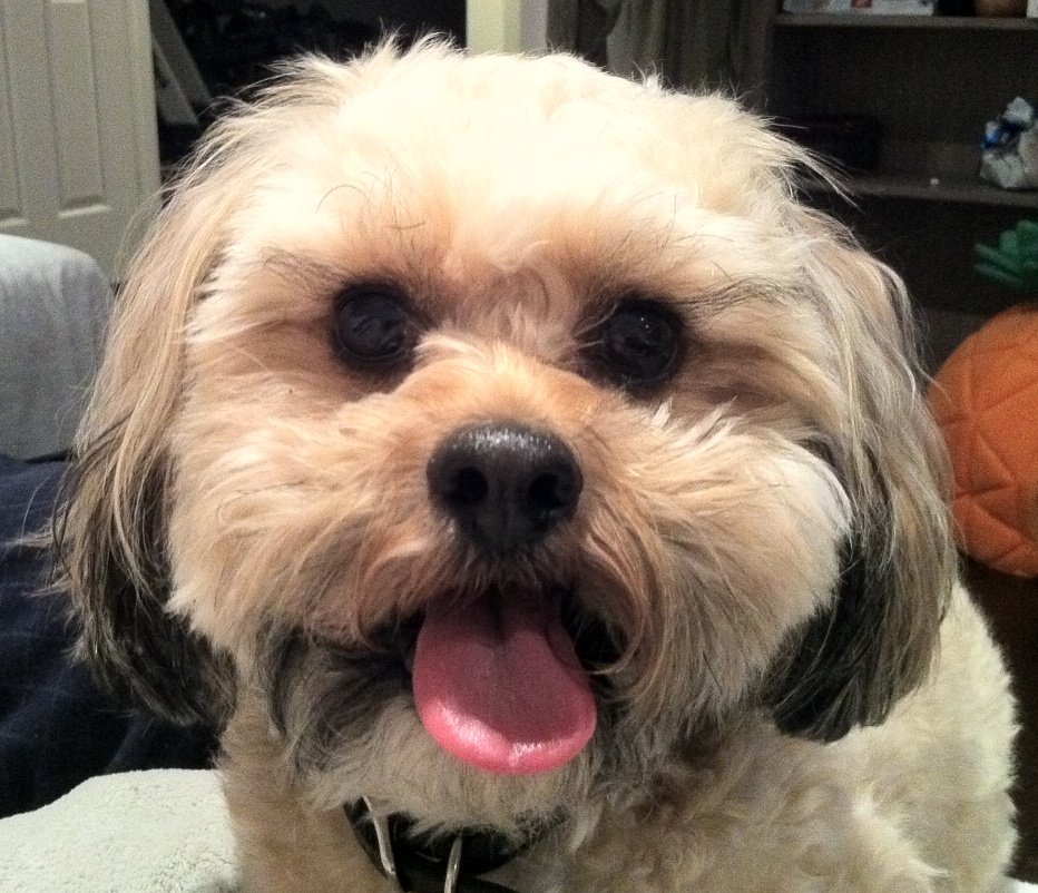 dpdanelon's tweet photo. We lost a little peice of our hearts today as we embraced our furriest friend, son and brother in a final farewell today.  You were the goodest boi Wally!  We miss you so much 😥  #WalterPDanelon https://t.co/obiXLRRcGd