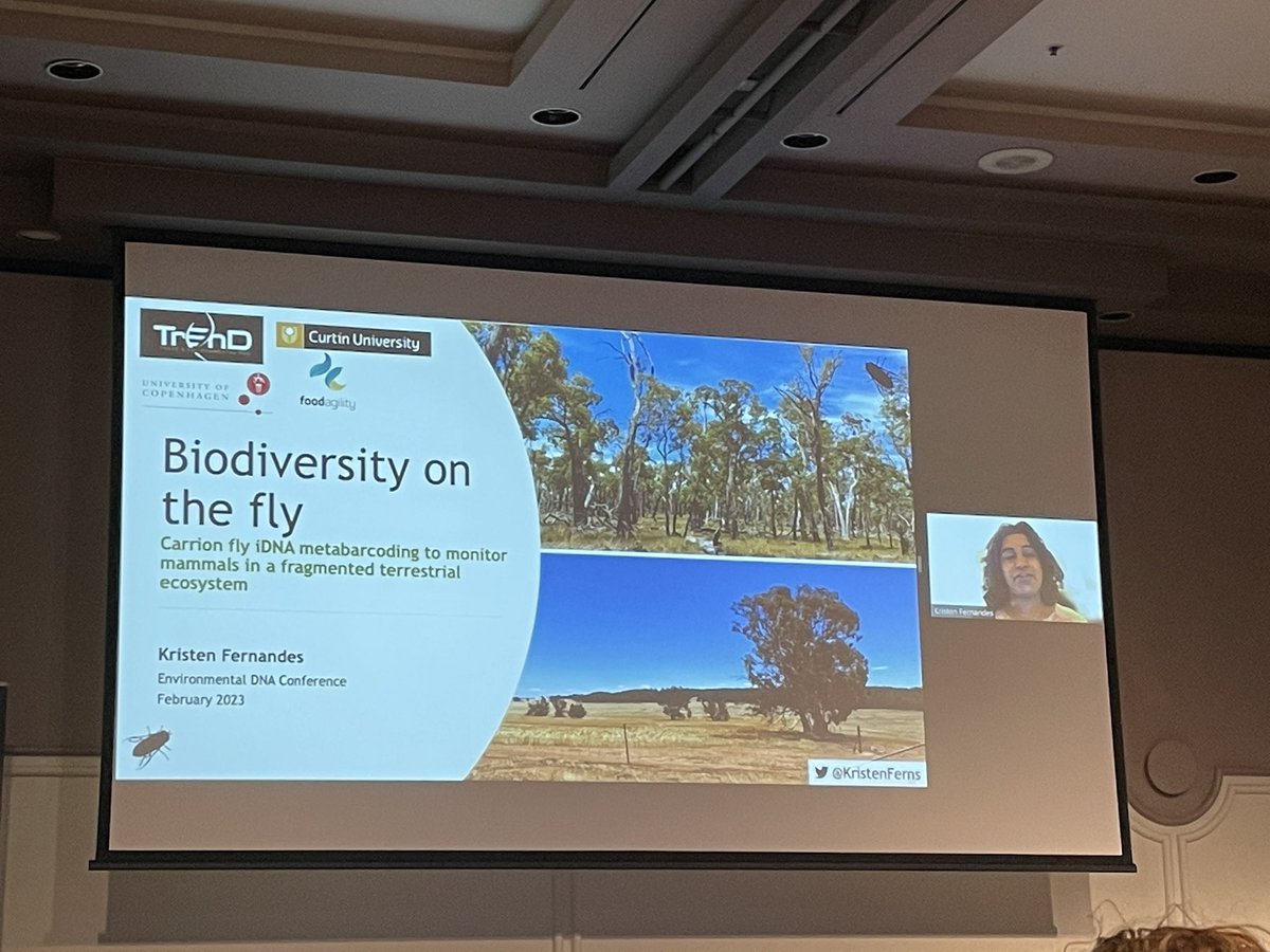 The fabulous @KristenFerns ex @meeg_ecology and ex @Curtin_TrEnD presenting her work on using eDNA from carrion flies to monitor mammal populations #eDNA2023