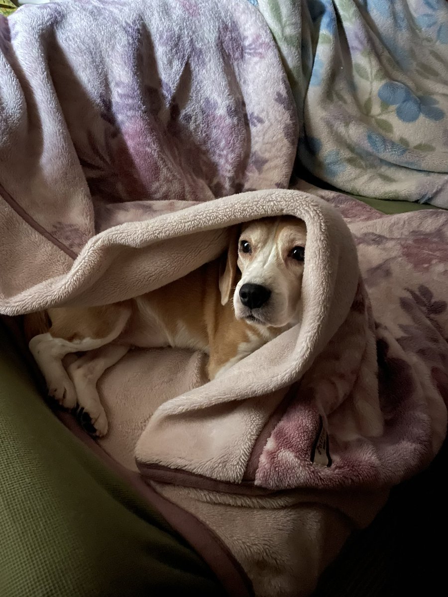 Beagle Facts on Twitter "RT akko99842463 ヒト用ブランケットは常識😌 Our dogs use