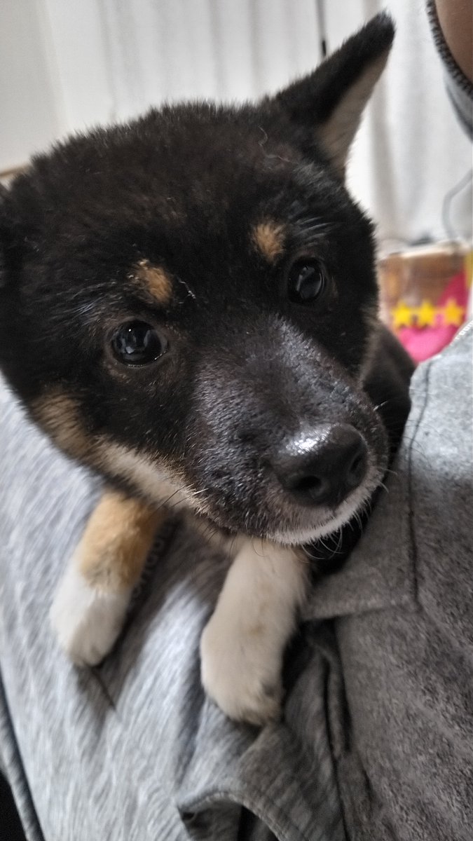 ♡ 豆柴 様、専用♡※他の方はご遠慮ください‼️ 芝豆 on X: 