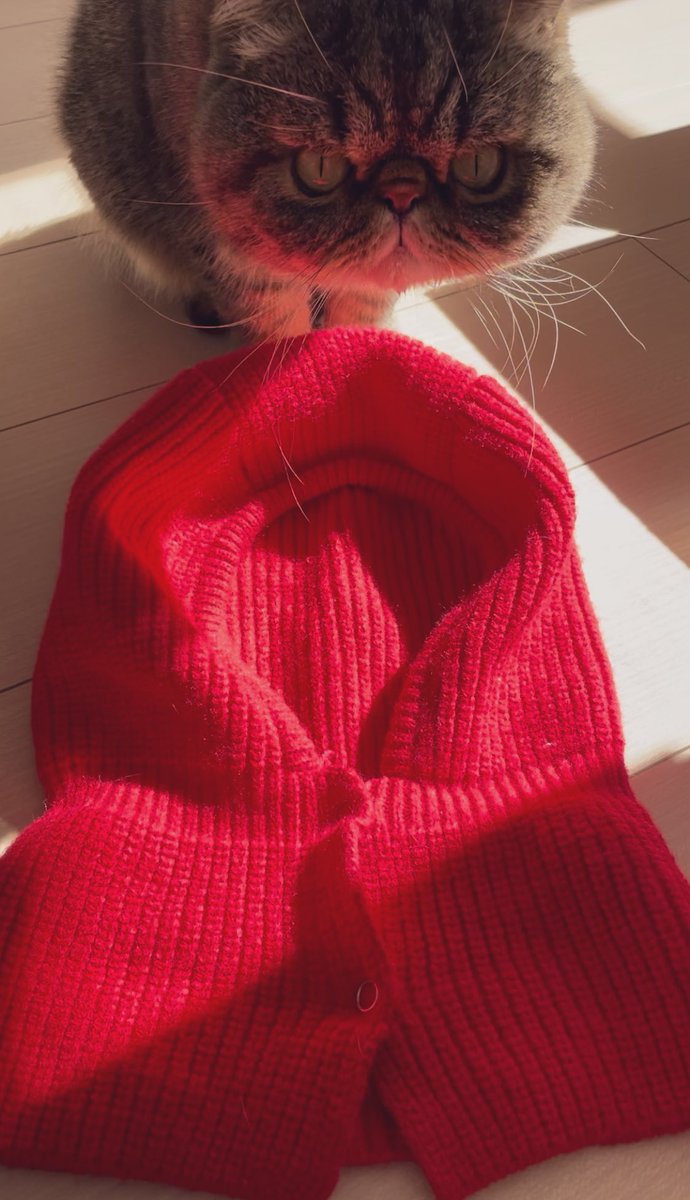 邑咲奇 tweet media