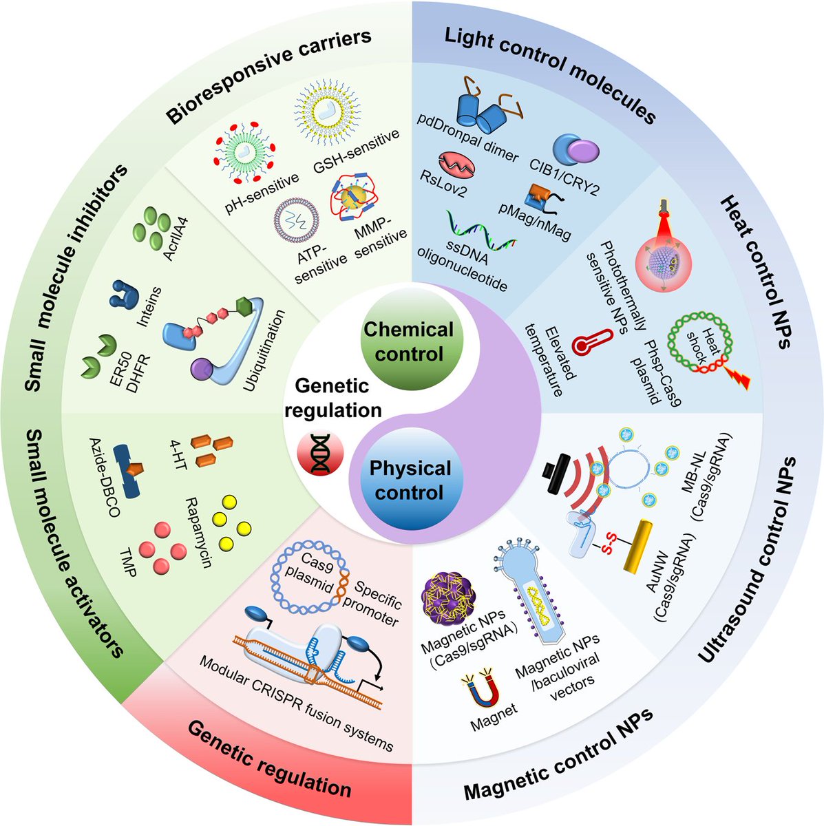 GenScript's tweet photo. Let's check out this schematic illustration that shows various strategies for spatiotemporal control of CRISPR/Cas9 gene editing.
Original image from Nature: https://t.co/a88g0XdrUI
#CRISPR #CRISPRCas9 #geneediting #geneticregulation #spatiotemporalcontrol #biotechnology https://t.co/pLk17Fdi9M