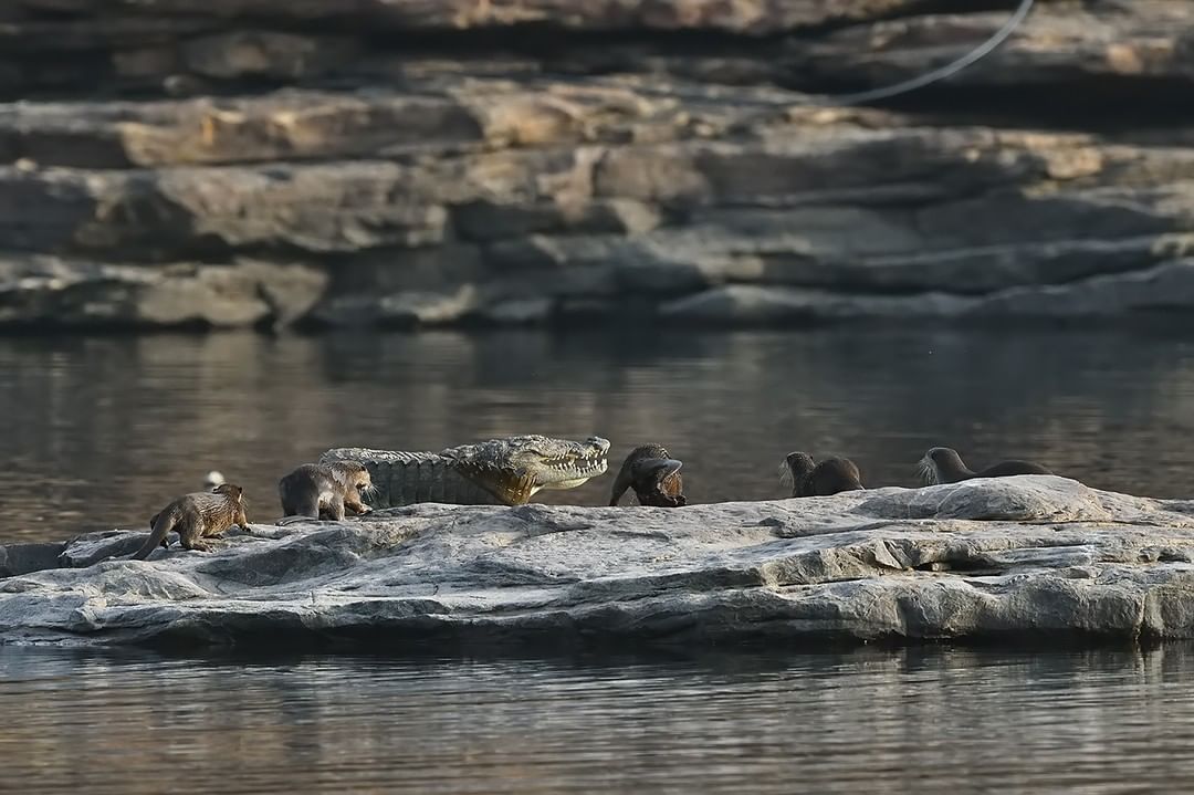 OtterOfHimalaya's tweet photo. A Smooth-coated Otters' family was trying to protect their place and challenging a huge crocodile, the attack on croc started from adult ones and then juveniles also joined them!!
#OttersOfHimalayas #HimalayanOtterNetwork #WeLoveOtters
Photo & Caption by: Devki Nandan https://t.co/GfmGUatNvr