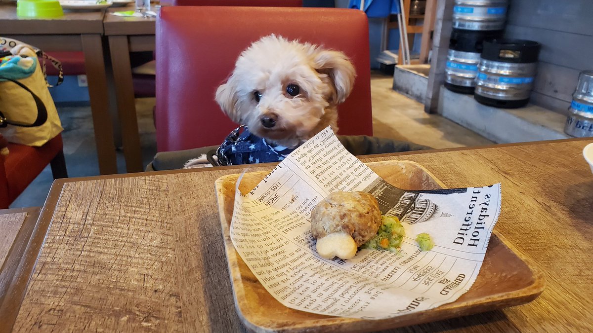 unitube1220's tweet photo. わんこ用ハンバーグがあるお店♪
お台場のお店。店員さんもとても優しく居心地最高✨️
しかし、ハンバーグ食べてから数日カリカリ食べない😭
うちではハンバーグは出さないよw
W
ごちそうさまでした。
#うしすけ #ワンコOKレストラン #犬OK #犬メニューもあるよ
#トイプードル #犬のいる生活 https://t.co/8f9r4Rdawq