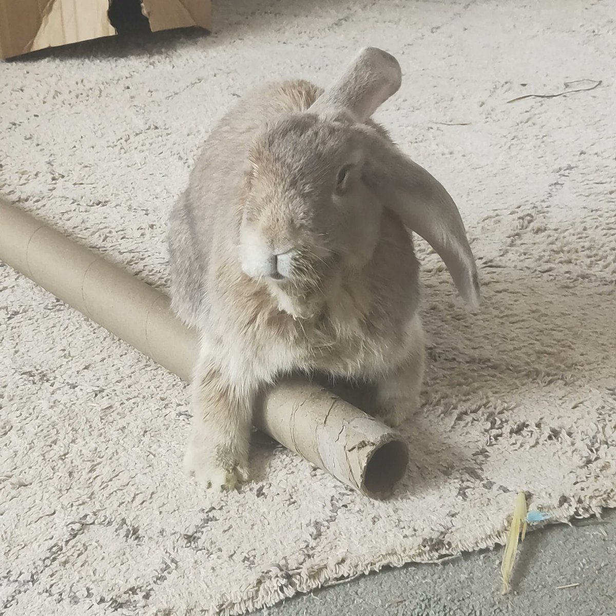 PokiWoodlands's tweet photo. It's with a heavy heart to share that Starlord has gone over the rainbow bridge to join Cece. 🌈
The last 5 years with you have been so deeply nourishing with love, laughs and cuddles, you healed my heart. We'll never forgot you monkey man. 🐇🍌✨💔
3/10/2015 - 16/02/2023 https://t.co/N59qWLkHyy